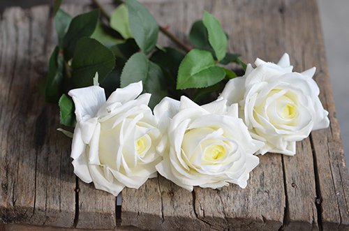 hoa hồng trắng có ý nghĩa gì? tìm hiểu